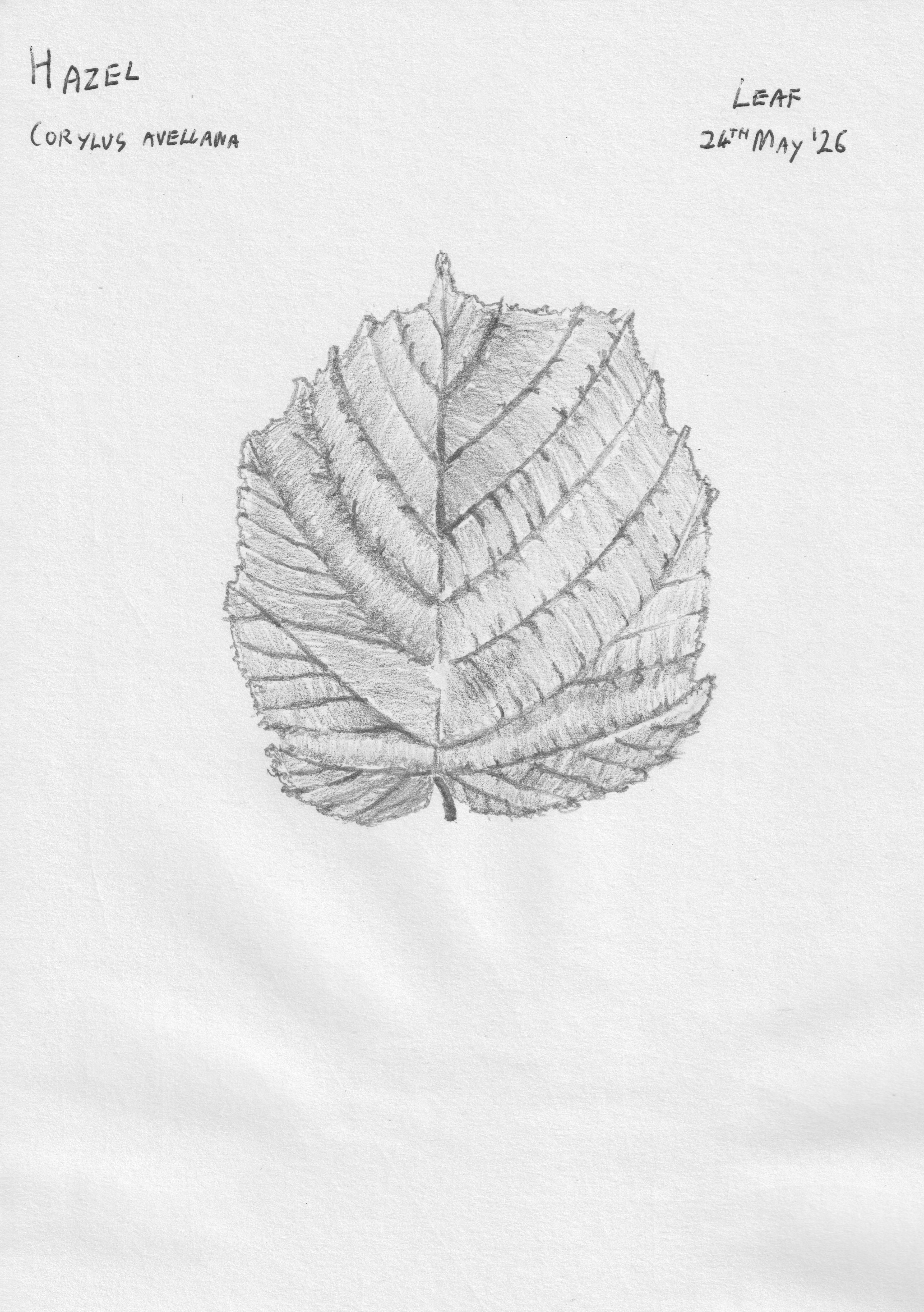 Corylus avellana