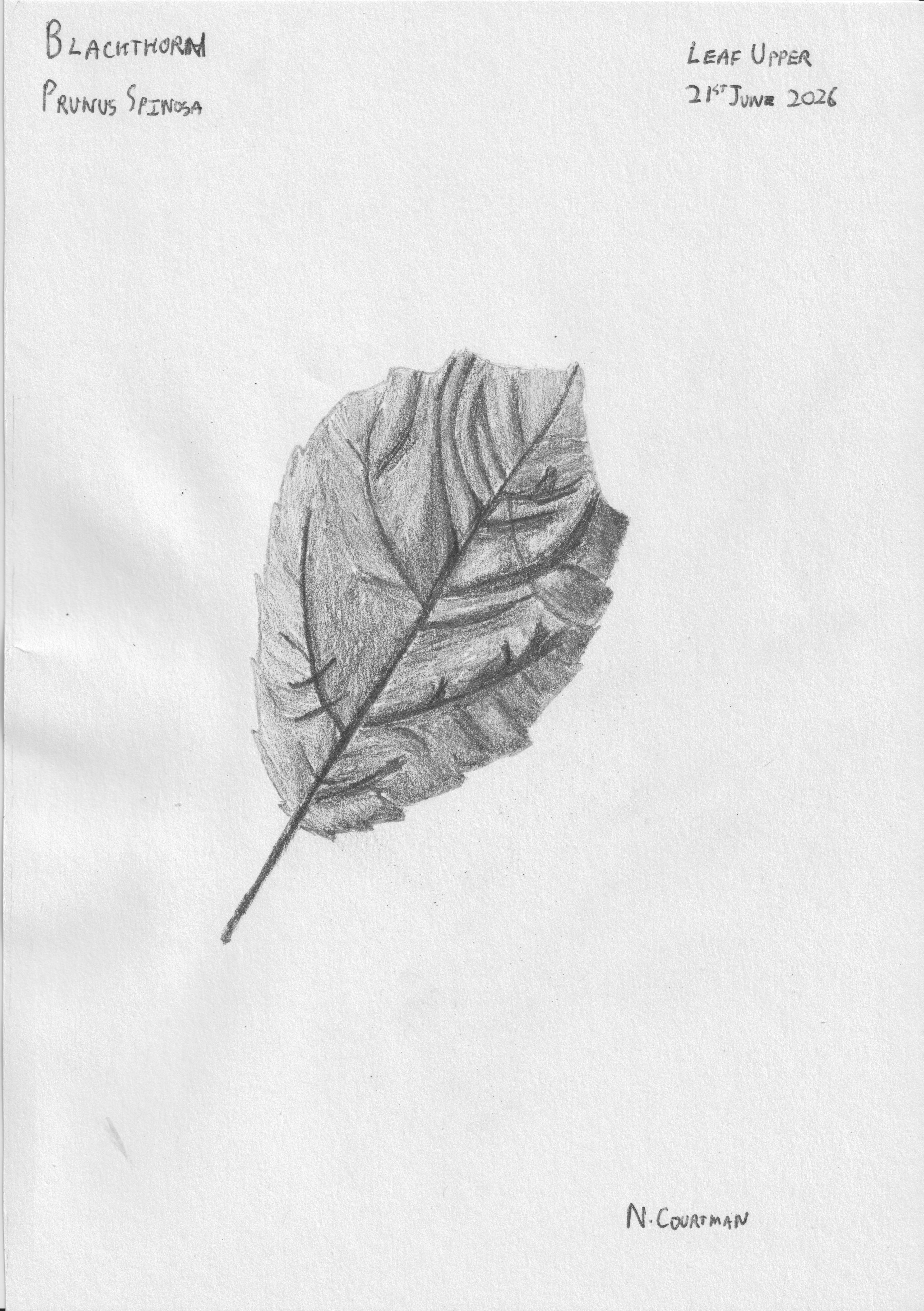 Prunus spinosa