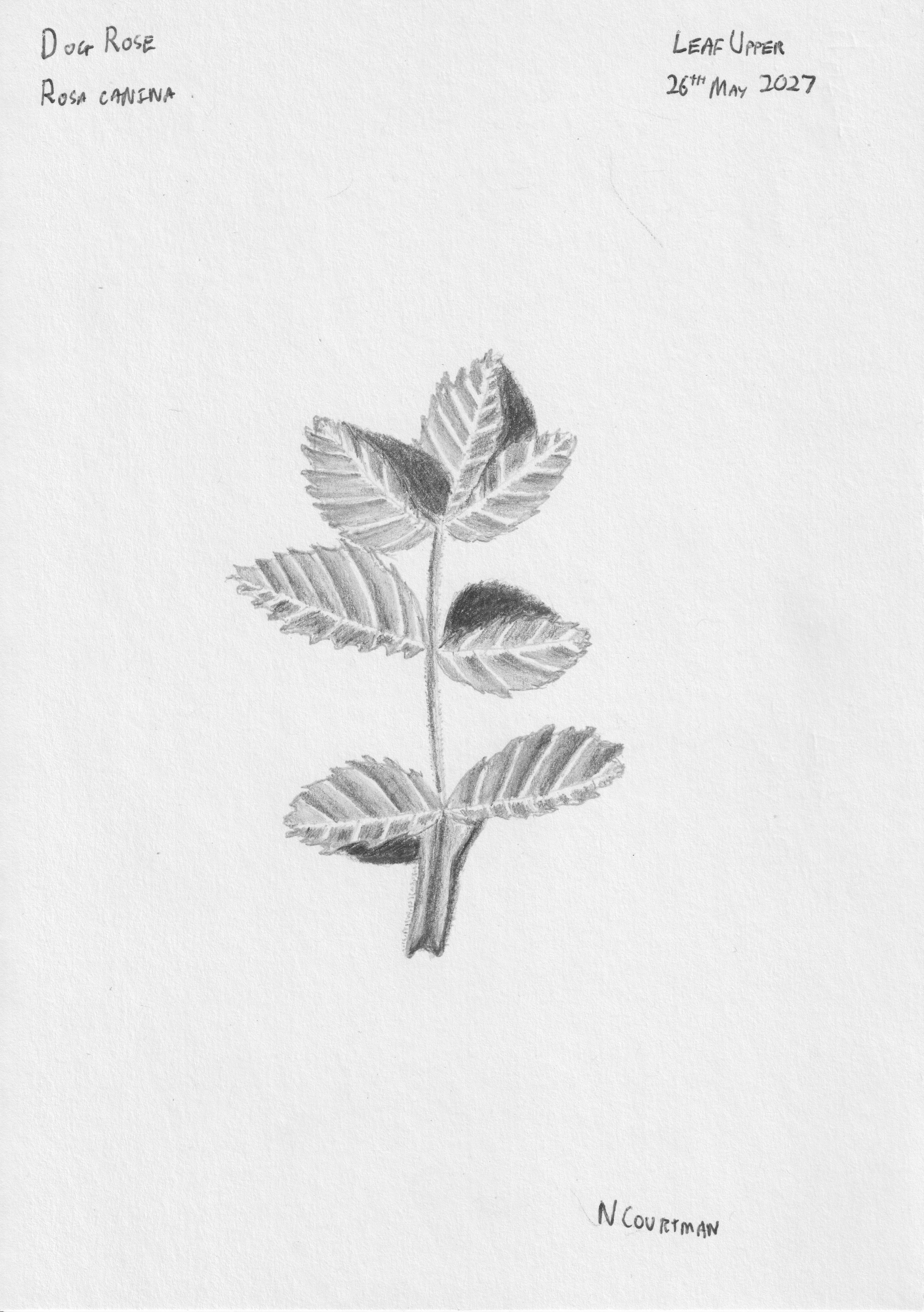 Rosa canina